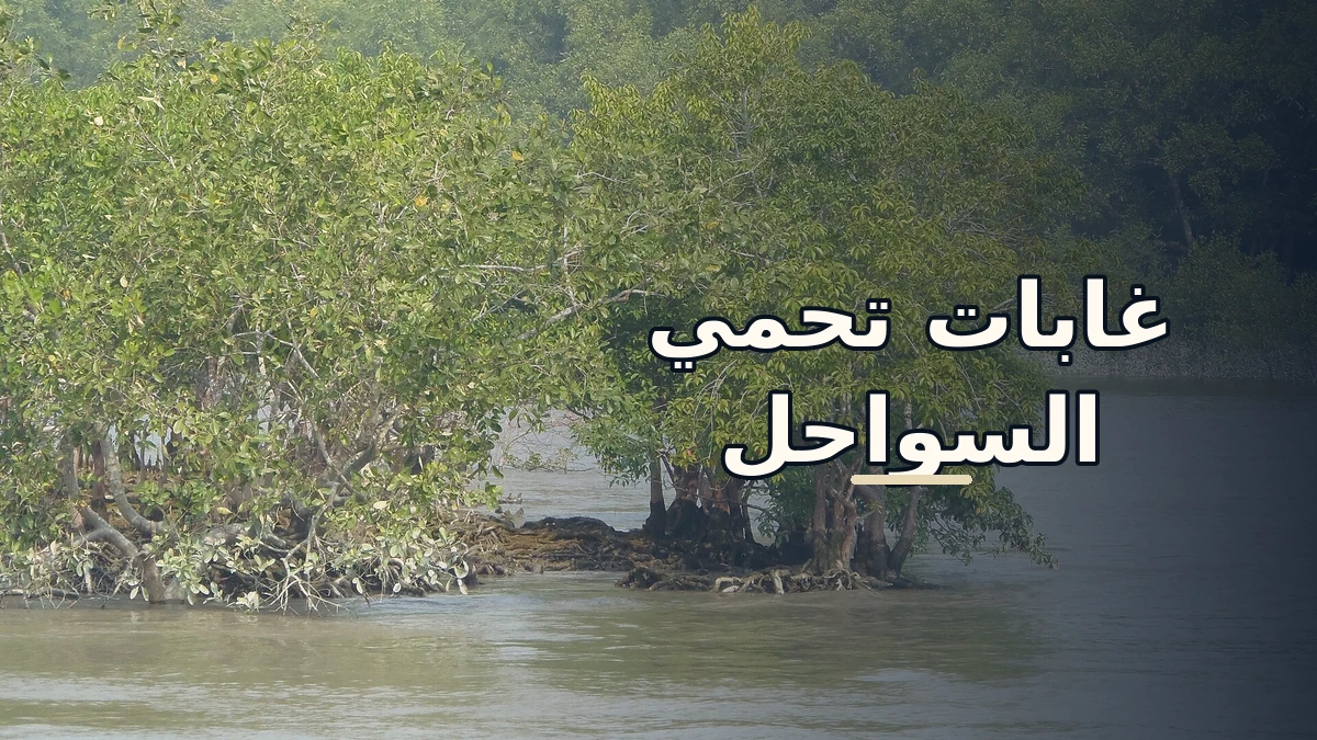 غابة مانغروف خضراء في سندربان تظهر فوق الماء مع عنوان عربي غابات تحمي السواحل